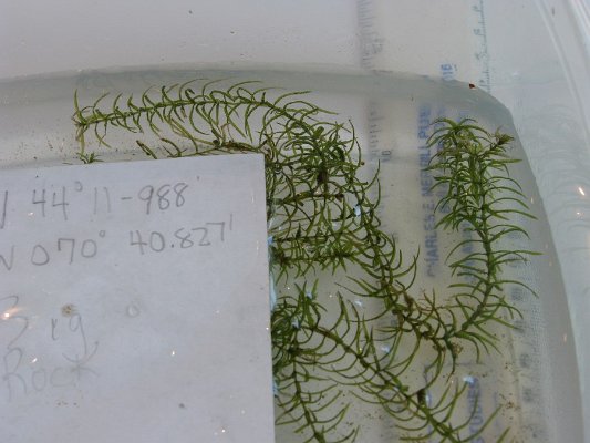 2-12Slender Water Weed big rock N end of lake 2